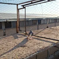 بدرنگ الماسی یقه بسته