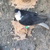 کفتر ساده سیاه|پرنده|مه ولات, |دیوار