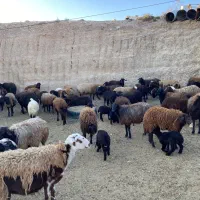 میش با بره