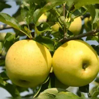 سیب زرد محلی آبدار و شیرین