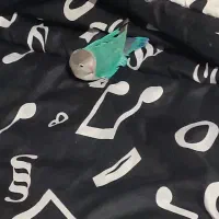 طوطی برزیلی و عروس هلندی|پرنده|پاکدشت, پاکدشت (مامازند)|دیوار