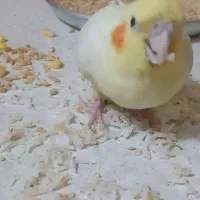 عروس هلندی سالمو سرحال|پرنده|قم, بلوار امین و ساحلی|دیوار