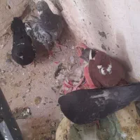 کفتر|پرنده|مشهد, کوی سیدی|دیوار