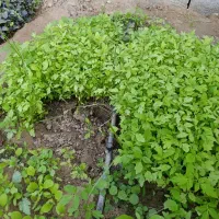 نشا گوجه|خدمات باغبانی و درختکاری|بندرعباس, |دیوار