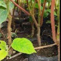 نهال کیوی پیوند نشده قیمت۱۵۰ و پیوند شده ۴۵۰