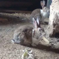 خرگوش..
