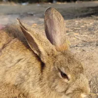 خرگوش