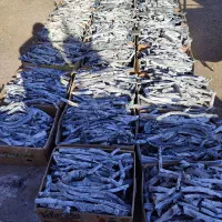 خرید چوب پسته و برش درخت|خدمات باغبانی و درختکاری|سیرجان, |دیوار