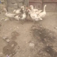 غاز با غوغاز