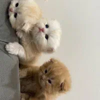 گربه های نژاد بریتانیایی و اسکاتلندی و پرشین کت|گربه|کرج, عظیمیه|دیوار