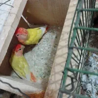 3جفت طوطی برزیلی