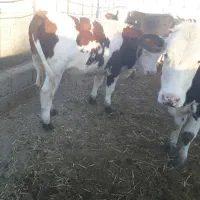 گوساله نر جنس مونت درجه یک ۹ ماه ش