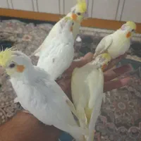 جوجه طوطی عروس هلندی|پرنده|سوسنگرد, |دیوار