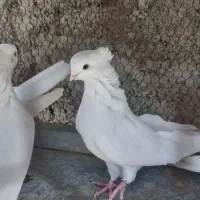 کبوتر سفید نوک ریز