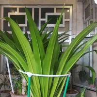 گل و گیاه|گل و گیاه طبیعی|یزد, |دیوار