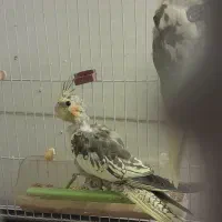 عروس هلندی|پرنده|یزد, |دیوار