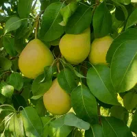 باغ روستای خوش آب و هوای زواریان|فروش زمین و ملک کلنگی|سلفچگان, |دیوار