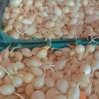 پیاز غده ای|عمدهفروشی|جیرفت, |دیوار