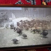 بوقلمون