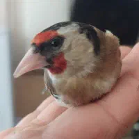 سهره ماده
