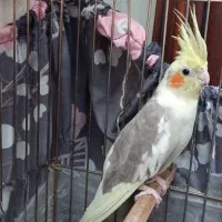 مرغ عروس