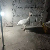 بوقلمون