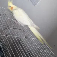 عروس هلندی ماده|پرنده|عجب شیر, |دیوار