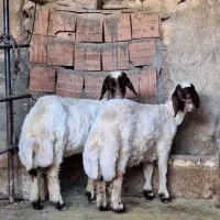 بره ماده سنجابی اصیل