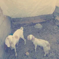 فروش یک بز باشنک