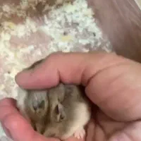 همستر باهوش