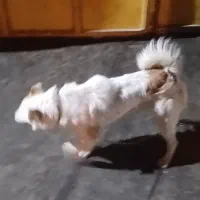 سگ اشپیتز|سگ|شیراز, کوشک میدان|دیوار