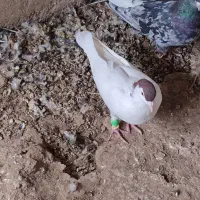 کبوتر|پرنده|خاش, |دیوار