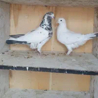 ۱۶ تا کفتر پرشی