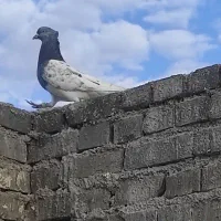 سه عدد نر|پرنده|حمیدیه, |دیوار