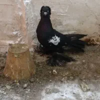 کبوتر|پرنده|تبریز, |دیوار