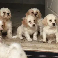 سگ خانگی|سگ|اردکان, |دیوار