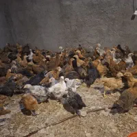 نیمچه گلپایگانی 45 روزه|حیوانات مزرعه|قم, منبع آب|دیوار