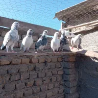 بیست عدد کبوتر تکپر