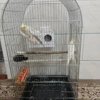 یک جفت عروس هلندی لوتینووابلغ لوتینو باقفس بزرگ