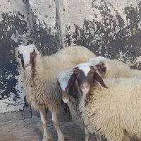 بره قوچ کری بدون گوش|حیوانات مزرعه|گهواره, |دیوار