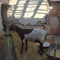 بز داشتی وگوشتی