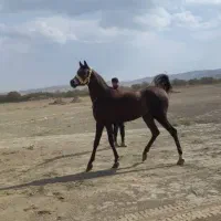 اسب مادیون کهر