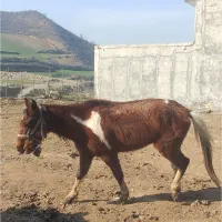 مادیان ابلغ چهارساله|اسب و تجهیزات اسب‌سواری|فاضل آباد, |دیوار