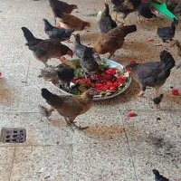 مرغ وخروس عربی|حیوانات مزرعه|اهواز, کوی مهدیس|دیوار