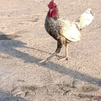 خروس سیبرایت