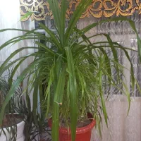 گلهای آپارتمانی|گل و گیاه طبیعی|قدس, شهرقدس|دیوار