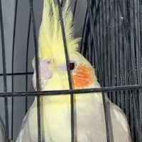 عروس هلندی یک جفت دم بلند|پرنده|تهران, امام زاده عبدالله|دیوار