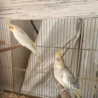 عروس هلندی  دکت|پرنده|بندر گناوه, |دیوار