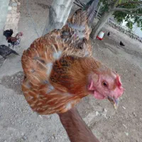 مرغ|حیوانات مزرعه|دورود, |دیوار