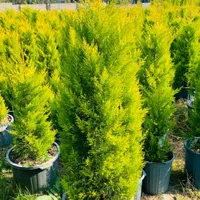 کاج لاوسون ممتاز، مقاوم زیبا، ویژه طراحی های خاص|گل و گیاه طبیعی|تهران, قیطریه|دیوار